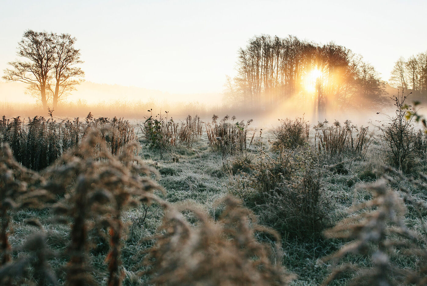 Frostige Wiese bei Sonnenaufgang mit glitzerndem Morgennebel