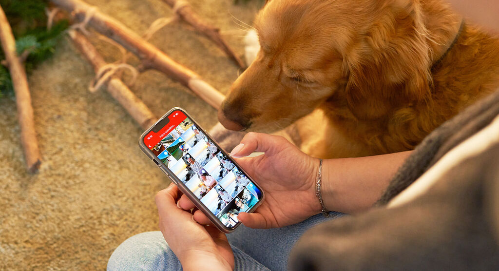 Hund legt den Kopf auf das Bein einer Person, die am Handy liebevoll Fotos auswählt