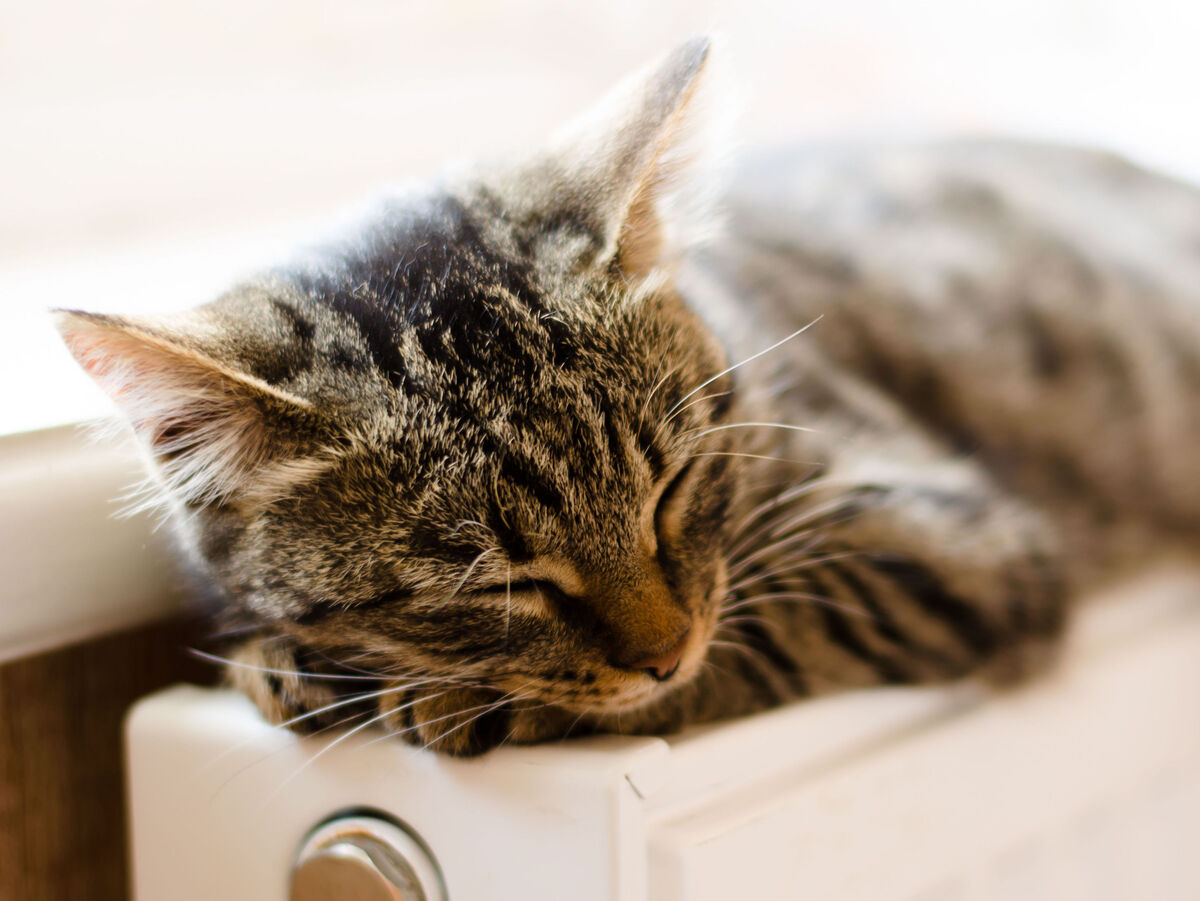 Schlafende Katze auf einem Heizkörper mit sanften Lichtspielen