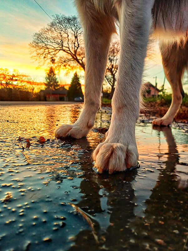 Pfoten eines Hundes auf einem feuchten Weg bei Sonnenuntergang
