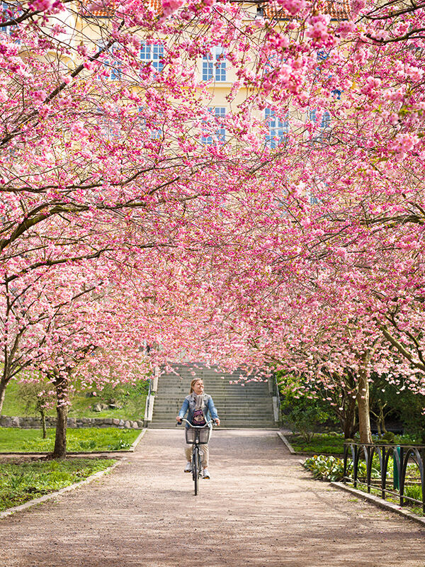 Eine Frau fährt auf einem Fahrrad durch eine von Kirschblüten gesäumte Allee in einem Park.